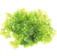 Groen zeesla