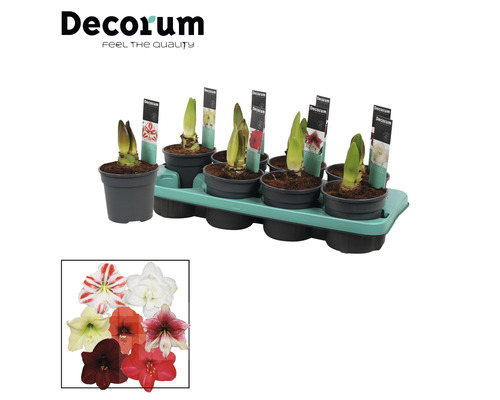 Amaryllis bollen in potten op een kweekplaat