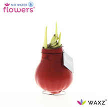 Rode was amaryllis in een standaard met uitlopende groene bladeren