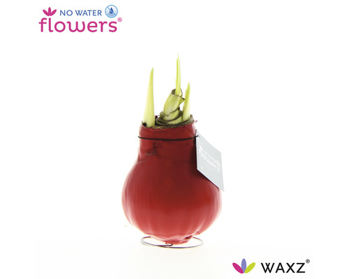 Rode was amaryllis in een standaard met uitlopende groene bladeren