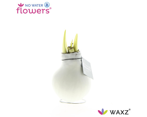 No Water Flowers bloembol in vaas