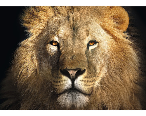 Close-up van een leeuwenkop