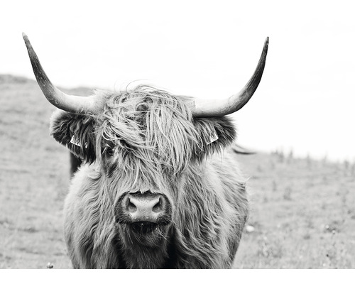 Close-up van een Schotse hooglander met hoorns