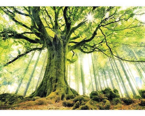 Landschap met grote boom in bos met mos op de stam