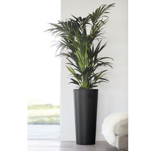 Kamerplant Areca palm in zwarte plantenbak