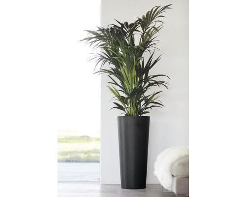 Kamerplant Areca palm in zwarte plantenbak
