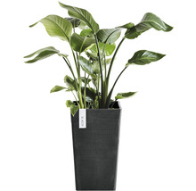 Strelitzia in vierkante plantenbak