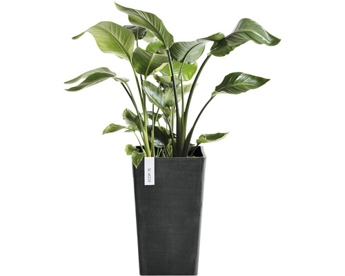 Strelitzia in vierkante plantenbak