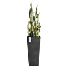 Sanseveria in een plantenbak