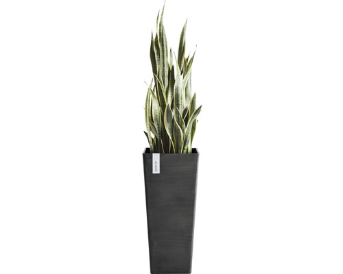 Sanseveria in een plantenbak