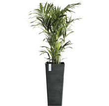 Areca palm in plantenbak