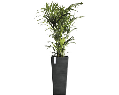 Areca palm in plantenbak