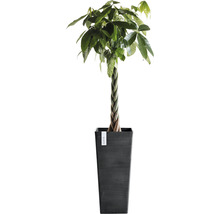 Geldboom in pot