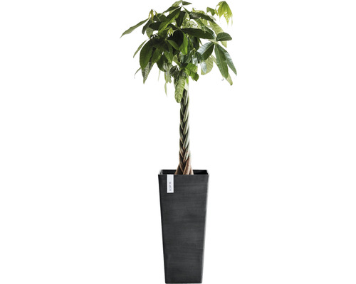 Geldboom in pot