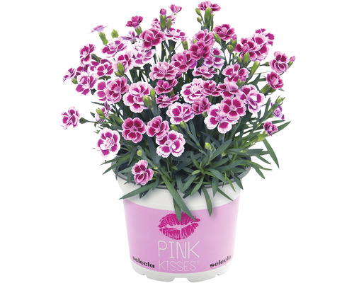 FLORASELF Anjer Dianthus Pink Kisses potmaat Ø 10,5 cm H 9 cm
