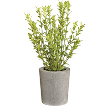 Ilex crenata in grijze plantenbak voor de tuin