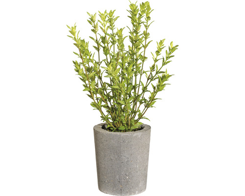 Kunstplant Tijm groen in pot H 35 cm