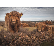 Buitencanvas Buffel 50x70 cm-thumb-0