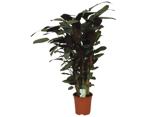 FLORASELF Ritselplant Calathea Compactstar potmaat Ø 21 cm H 80-90 cm