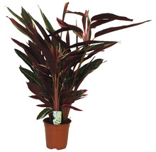 Plant in pot