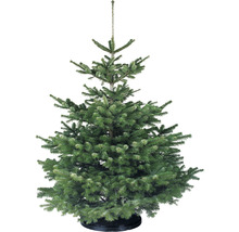 Nordmann spar in standaard voor binnenshuis