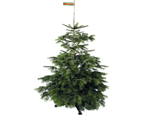 NORDMANN GOLD Kerstboom gezaagd 150 - 200 cm