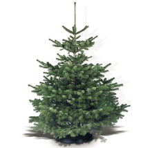 Nordmann spar in pot voor binnengebruik