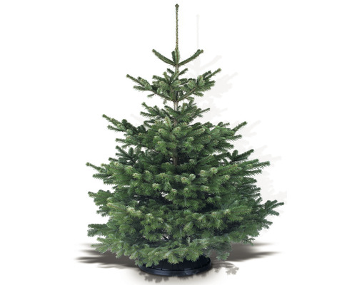 Nordmann spar in pot voor binnengebruik