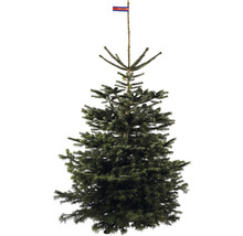 Nordmann kerstboom