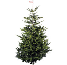 Kerstboom Nordmann spar met rood etiket