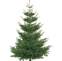 Nordmann kerstboom voor binnenshuis