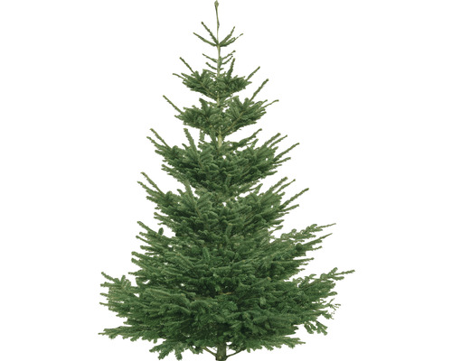 Nordmann kerstboom voor binnenshuis