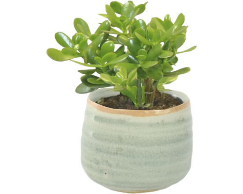 Geldboom in keramische pot voor binnenshuis