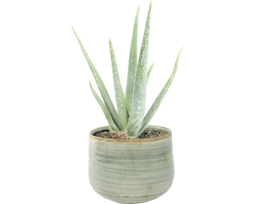 Aloë Vera plant in keramische pot