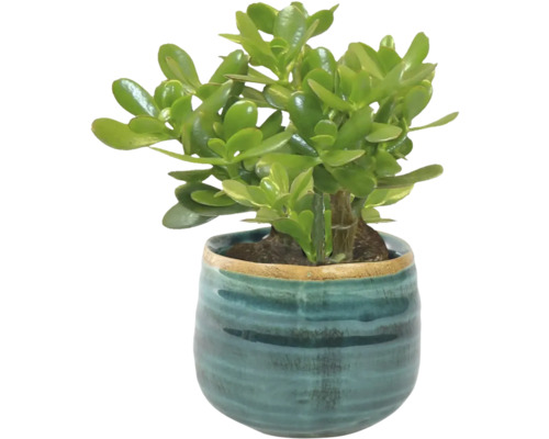 Geldboom kamerplant in keramische pot