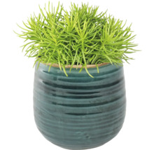 Groene kamerplant in pot