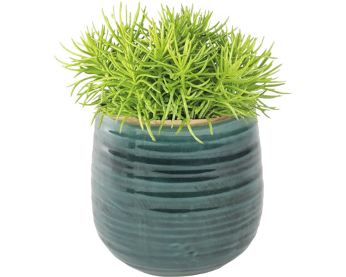 Groene kamerplant in pot