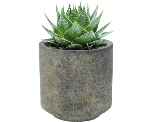 Aloe aristata plant in pot