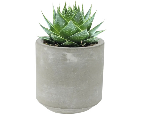 Aloe aristata in een grijze pot
