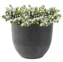Bloempot met witbloeiende planten