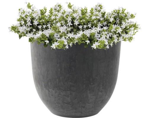 Bloempot met witbloeiende planten