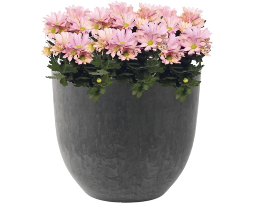 Roze chrysanten in een plantenbak