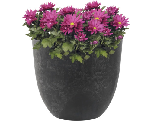 Chrysanten in een plantenbak