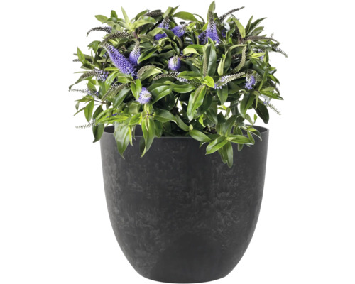 Bloeiende Veronica in plantenbak