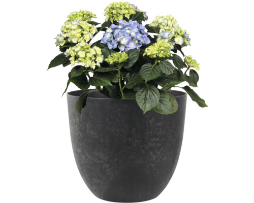 Hortensia in een pot