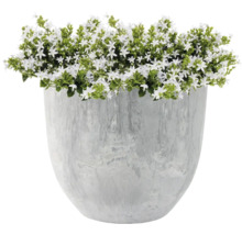 Bloempot met wit bloeiende plant