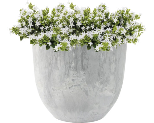 Bloempot met wit bloeiende plant