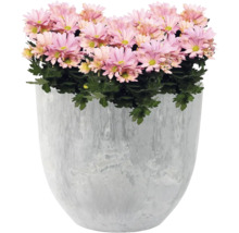 Chrysanten in een plantenbak