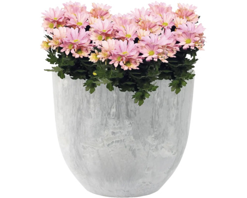 Chrysanten in een plantenbak