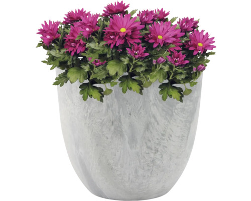 Chrysant in een pot